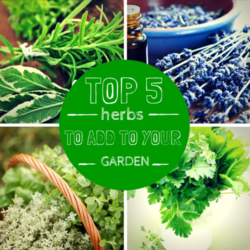 Top 5 Herbs to Add to Your Garden