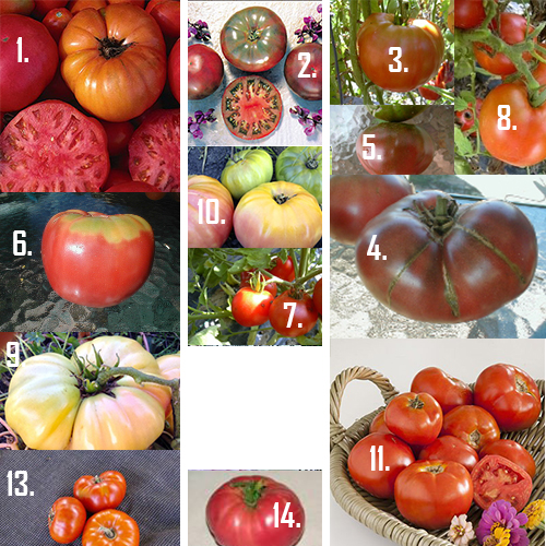 Heirloom Tomatoes: Brandywine Pink vs Brandywine Red vs Brandywine Black vs  Cherokee Purple! 