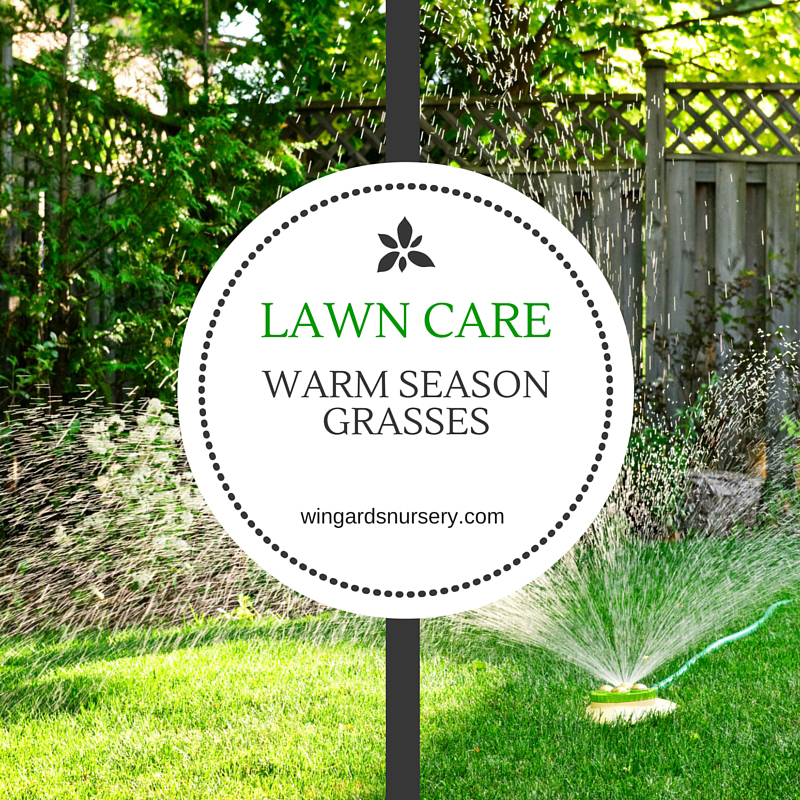Lawn-Care-for-Warm-Season-Grasses