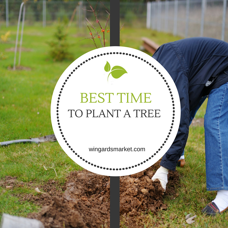 When is the best time to plant a tree?