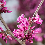 Eastern Redbud