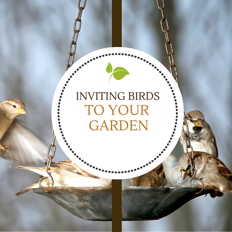 Inviting Birds to Your Garden