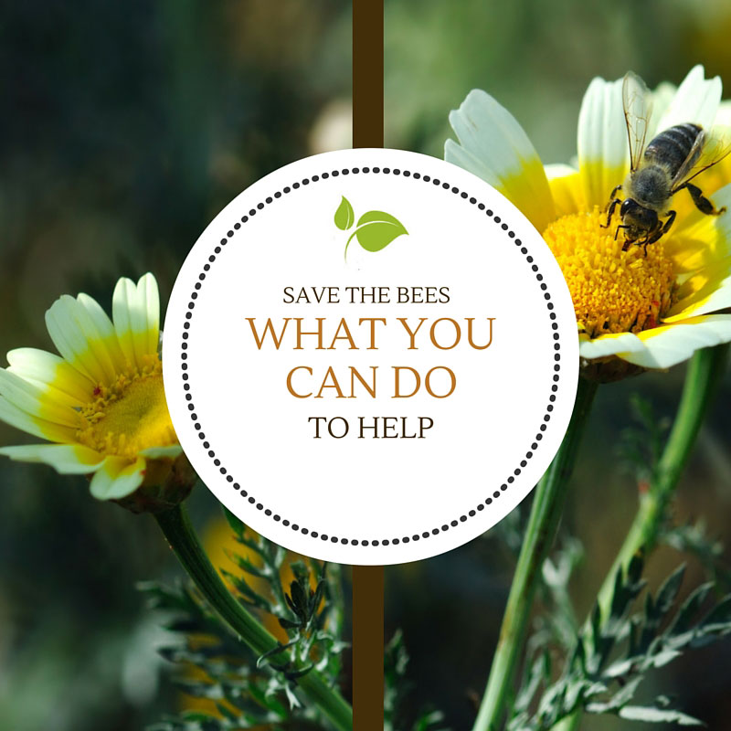 Saving Bees | @ Smart Pest Control