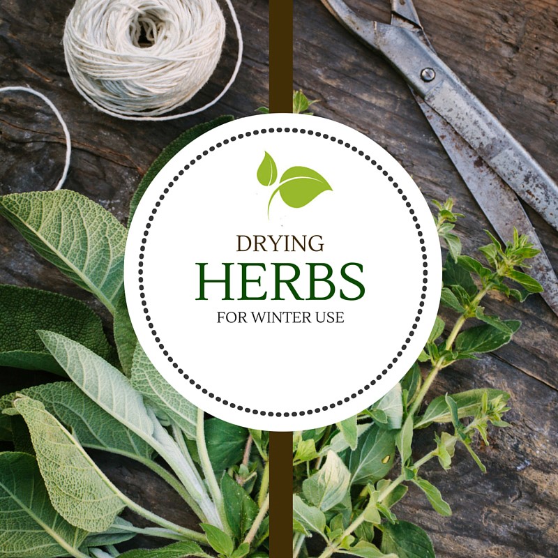Drying Herbs for Winter Use