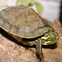 river cooter turtle