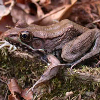 bronze frog