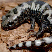 marble salamander