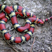 scarlet snake