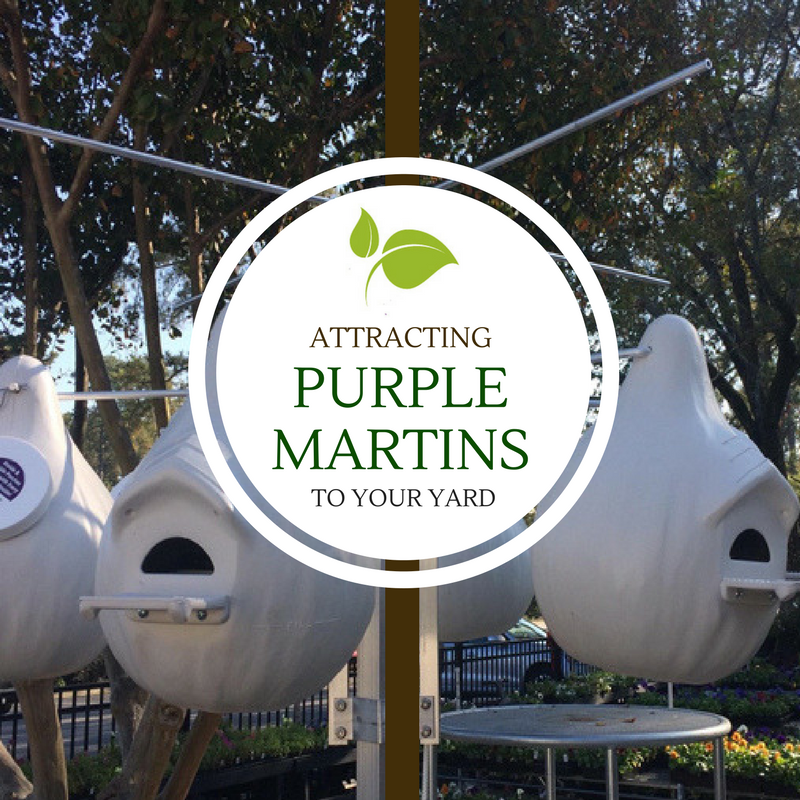Attracting Purple Martins to Your Yard
