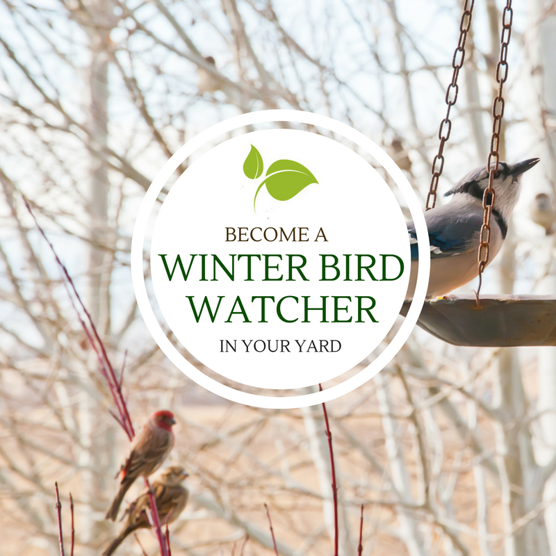 become a winter bird watcher