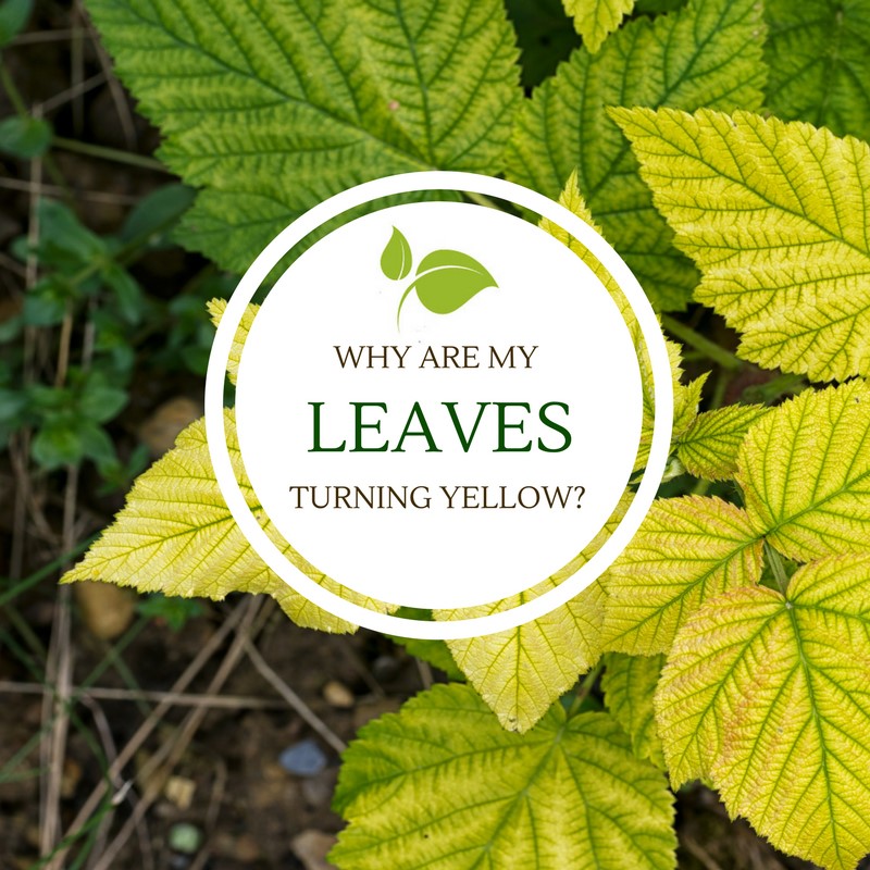 Why Are My Leaves Turning Yellow 