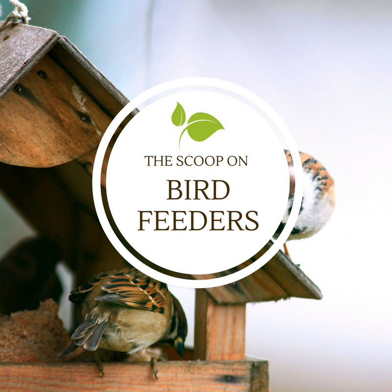The Scoop on Bird Feeders