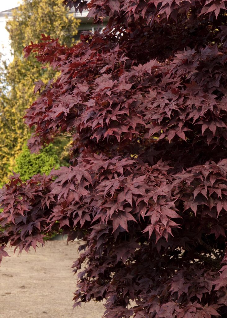 How to Choose a Japanese Maple Tree