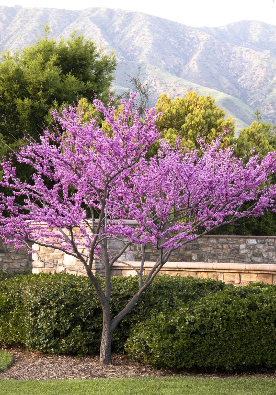 Redbud Forest Pansy Wingard S Market