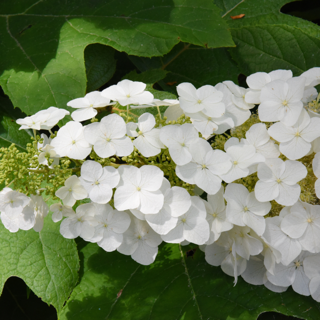 Oakleaf Hydrangea