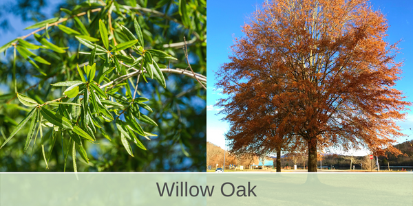 willow oak shade trees