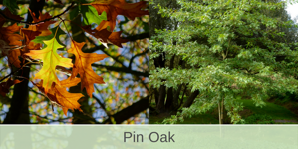 pin oak shade trees