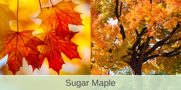 sugar maple trees