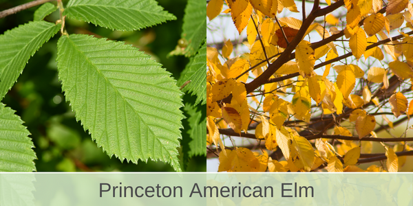 princeton american elm