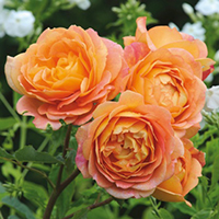 Lady of Shalott
