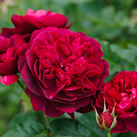 Darcey Bussell