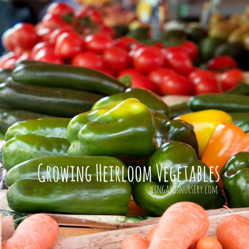 Growing Heirloom Vegetables 