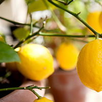 Growing Citrus in South Carolina
