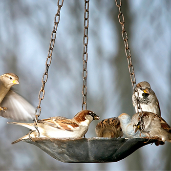 bird count