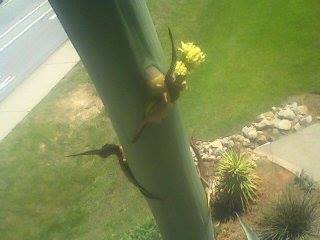 Century Plant in Bloom at Wingard's Market