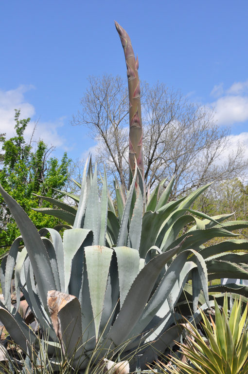 Century Plant in Bloom at Wingard�s Market