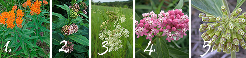 common milkweed