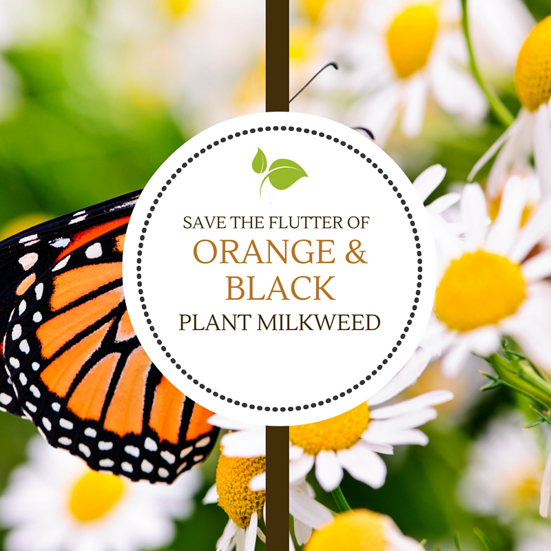 Save the Flutter of Orange & Black