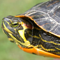 slider turtle