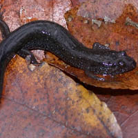 dusky salamander