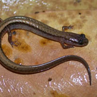 dwarf salamander