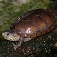 mud turtle