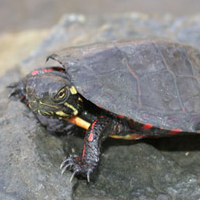 painted turtle