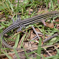 Six-lined Racerunner