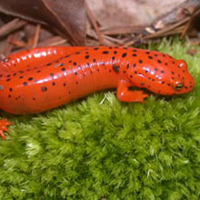 red salamander