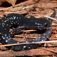 slimy salamander