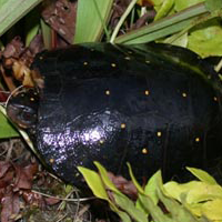 spotted turtle