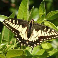 swallotail butterfly