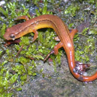 two lined salamader