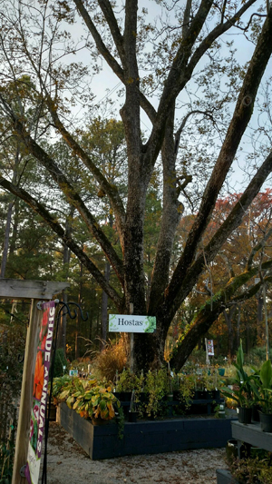 pecan tree
