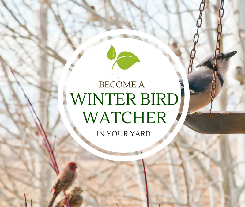 Become a Winter Bird Watcher