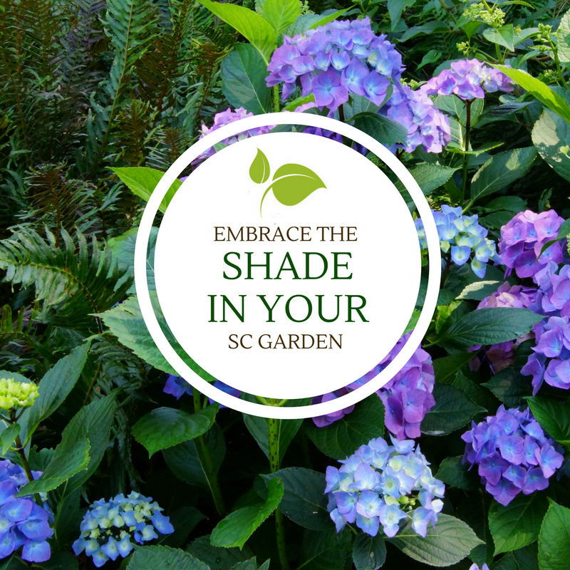 Embrace The Shade In Your Sc Garden