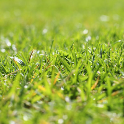 Lawn care