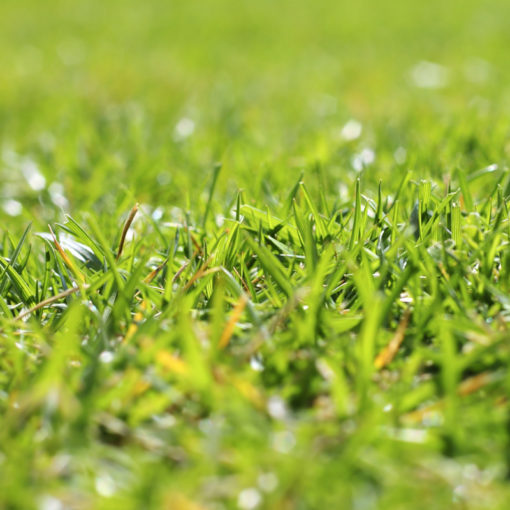 Lawn care