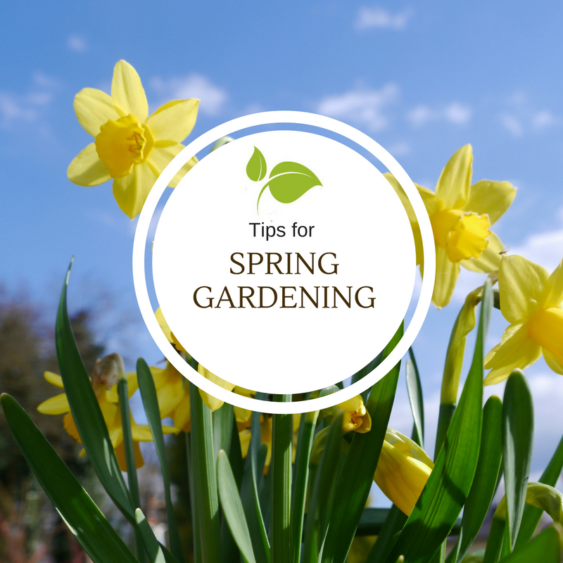 Tips for Spring Gardening