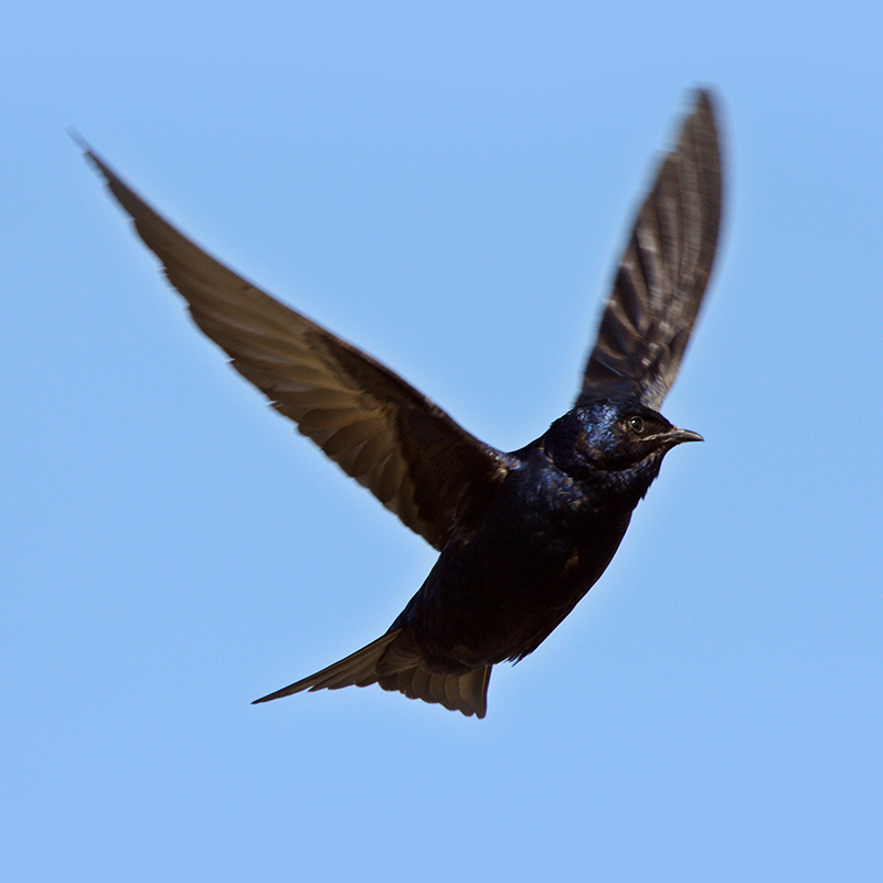 purple martin tours